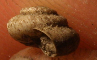 anomala xerotricha conspurcata?